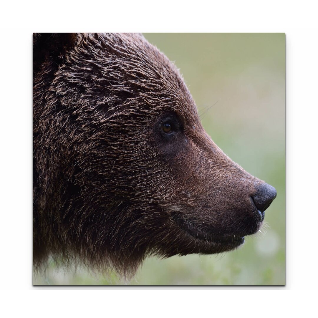 Leinwandbild Portrait Bär