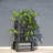 Versatile Planters, Steel And Wood Elevated Garden Bed, Modern Design For Home