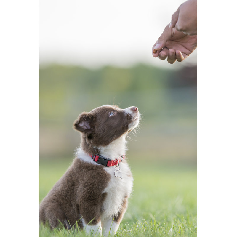 Good Boy by FatCamera - No Frame Art Prints on Canvas, 76cm H x 51cm W