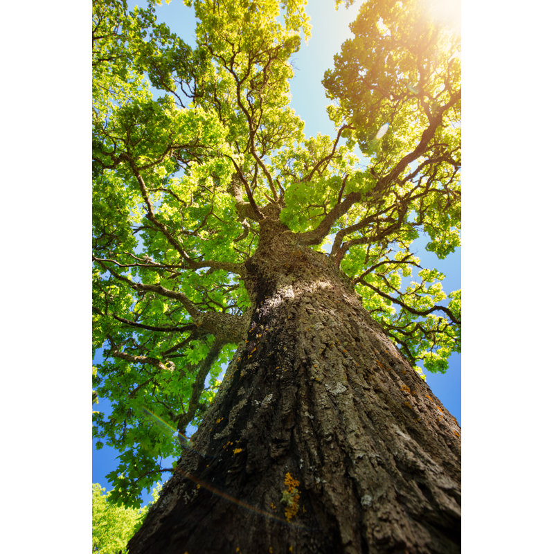 Tree Foliage by LeManna - Wrapped Canvas Print, 30cm H x 20cm W x 3.8cm D
