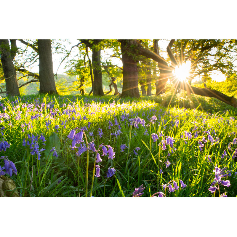 Bluebells, Springtime Wildflowers. - Wrapped Canvas Print, 81cm H x 122cm W x 3.8cm D