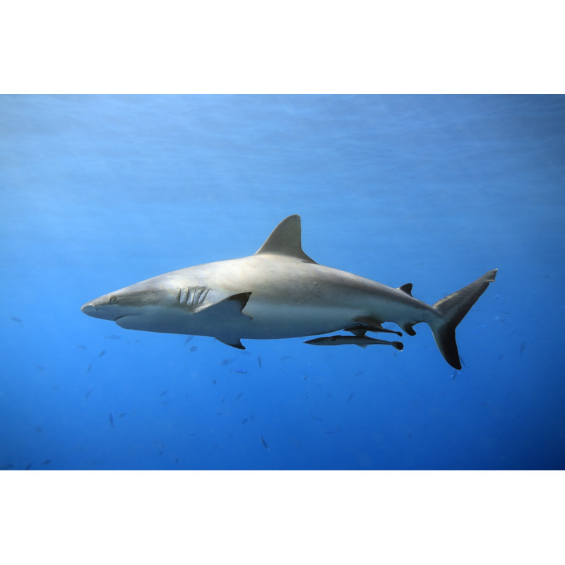 Requin gris de récif, océan - photographie sur toile tendue, H 20 po x l 30 po