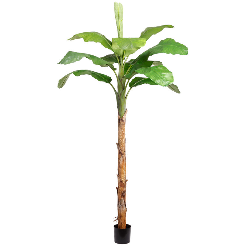 ARBRE DE BANANES 10 '10' (P) (K / P)