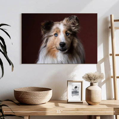 Adorable Sheltie Dog