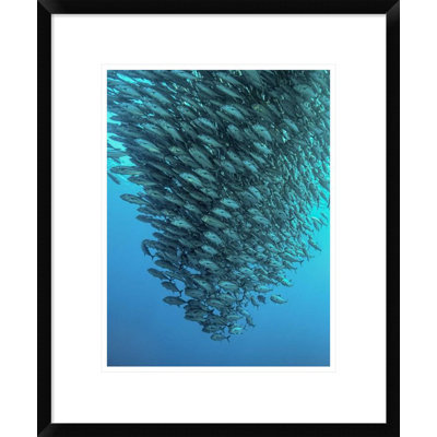 " Schooling Jackfishes " by Henry Jager