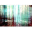 Parvez Taj - Wrapped Canvas Print-12309966