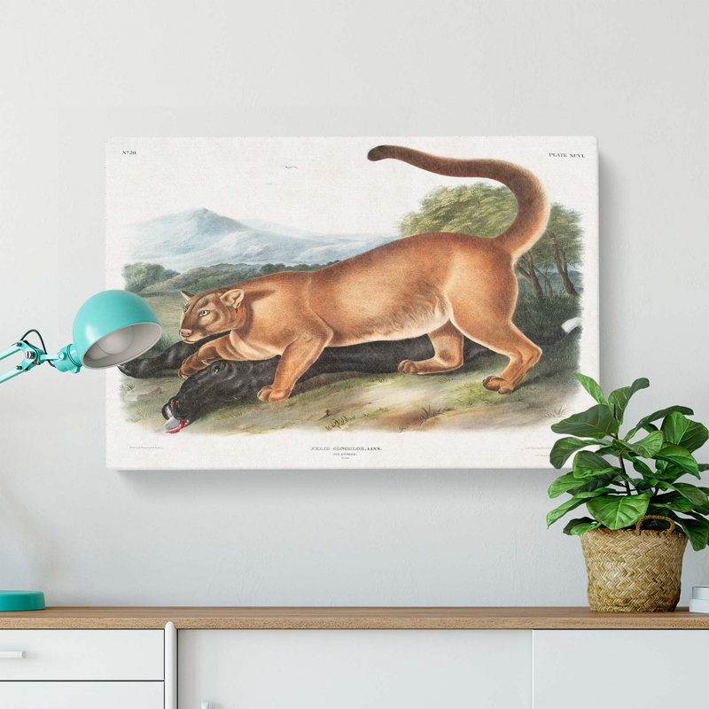 Cougar by J.W. Audubon - Wrapped Canvas, 50cm H x 76cm W x 3cm D