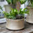Luxe Indoor Planting Bowl with Metallic Finish