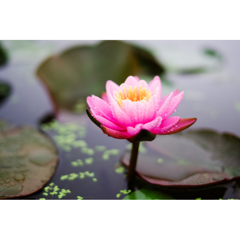 Lotus Flower - Wrapped Canvas Print, 30cm H x 46cm W