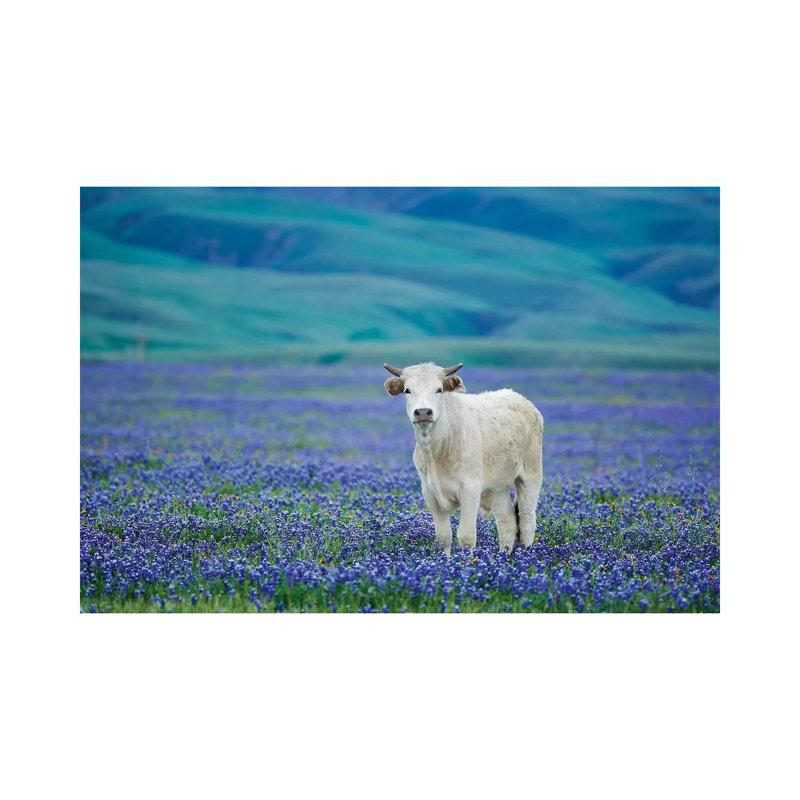 Cows In Lupine IV by Dennis Frates - Print on Canvas, 45.72cm H x 66.04cm W x 1.91cm D, Wrapped Canvas