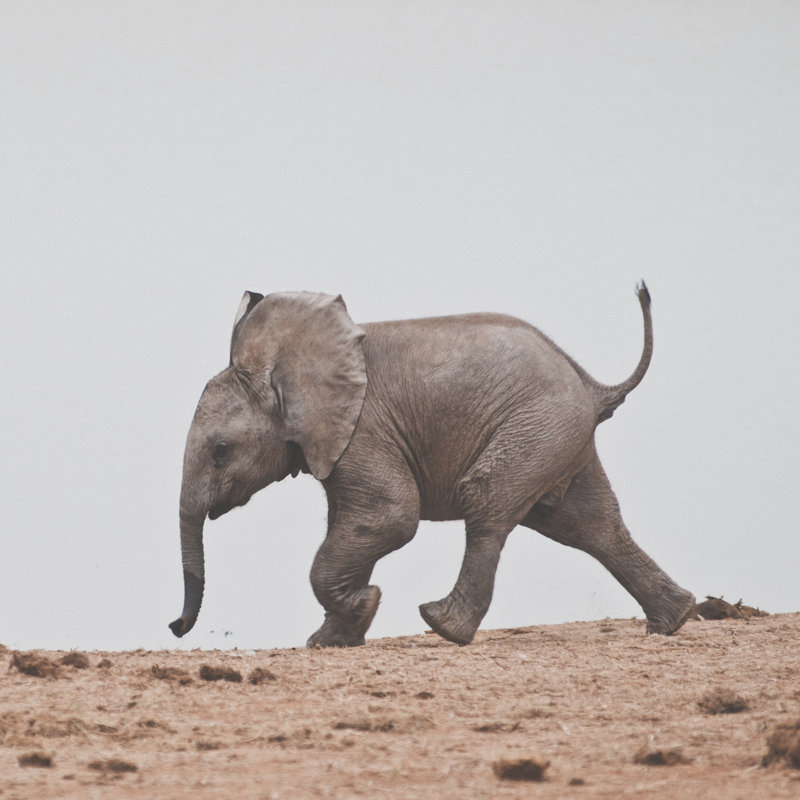 Baby Elephant by Shaun - Wrapped Canvas Print, 51cm H x 51cm W
