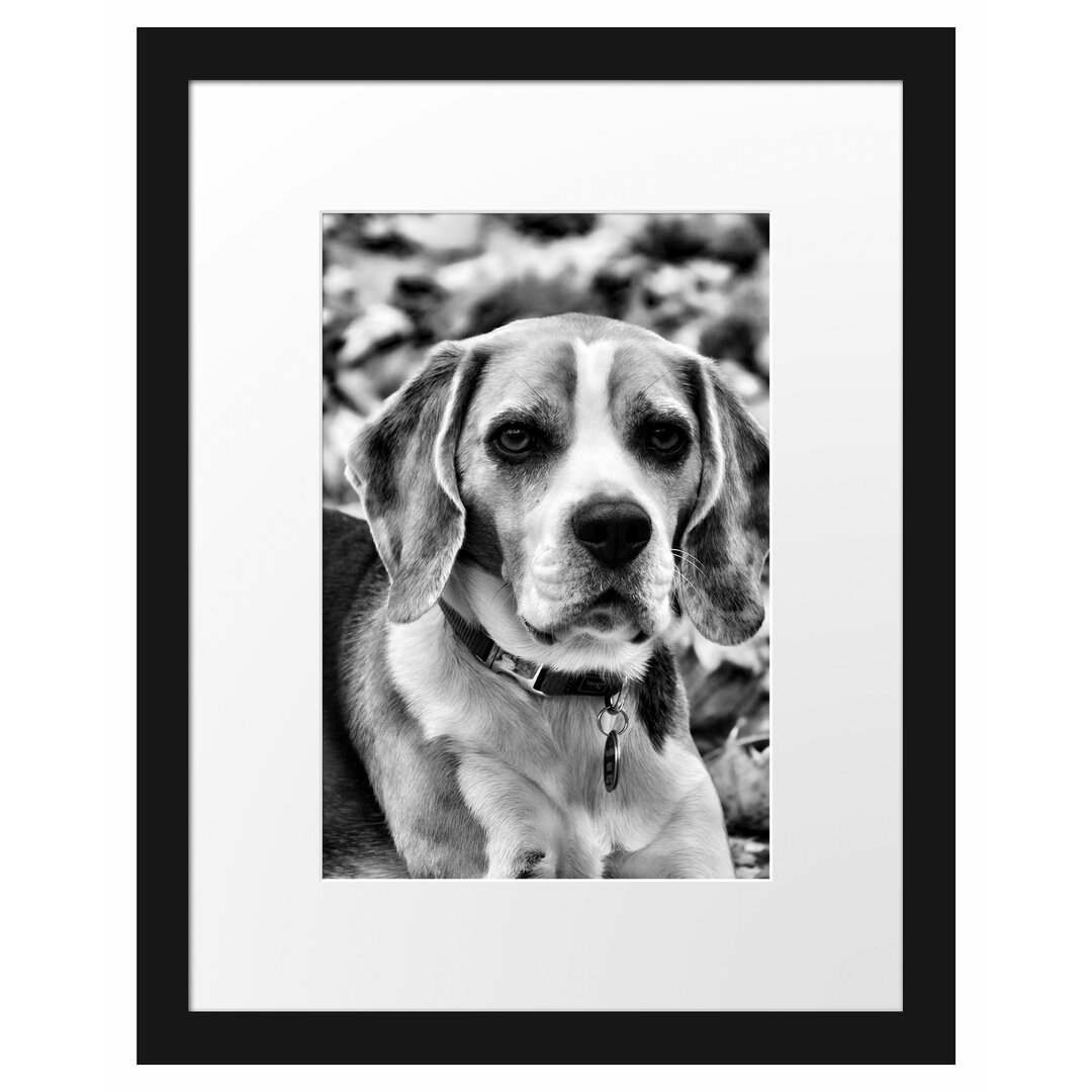 Gerahmtes Poster Kleiner Beagle im Laub