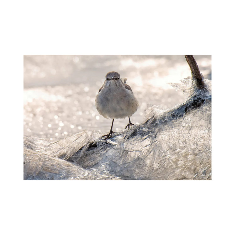 Jay On Ice by David Gardiner - Wrapped Canvas Print, 30.48cm H x 45.72cm W