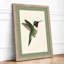 Ruby Hummingbird Botanical - Framed Print-1687067890-1687067900