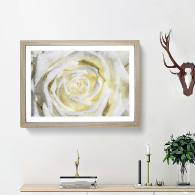 Crisp White Rose - Picture Frame Graphic Art Print