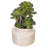 11'' Faux Succulent in Ceramic Pot