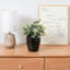 Fake Plant Pot Diversion Safe 0.05 CuFt