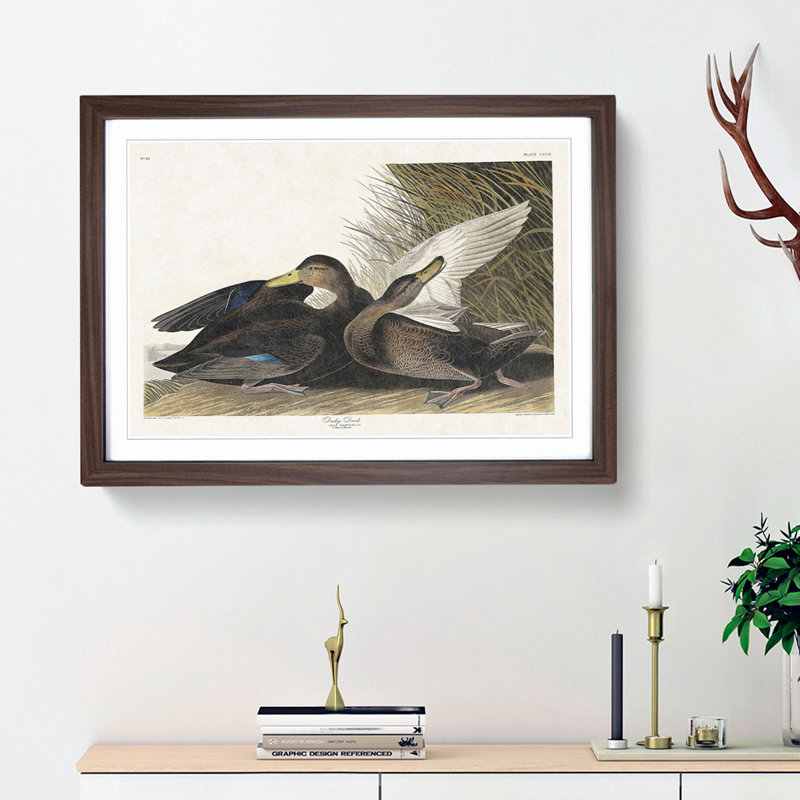 Dusky Duck by John James Audubon - Framed Print, Walnut Framed, 27cm H x 36cm W x 2cm D