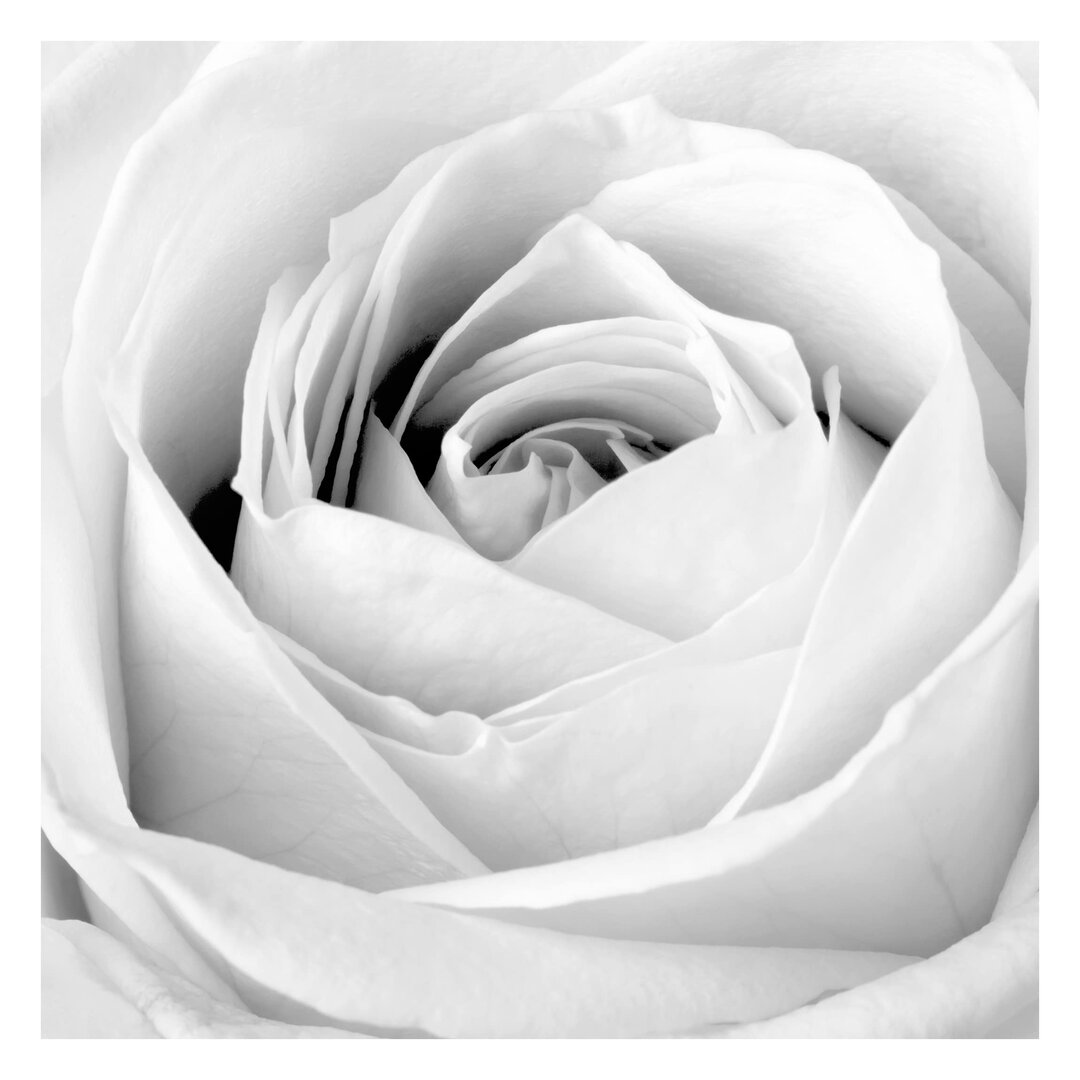 Matte Fototapete Close Up Rose 2,88 m x 288 cm