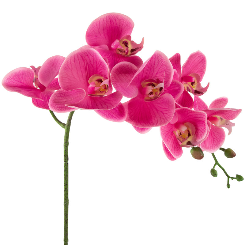 Orchild arrangements floraux en pot