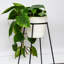Minimo Metal Plant Stand-390324461