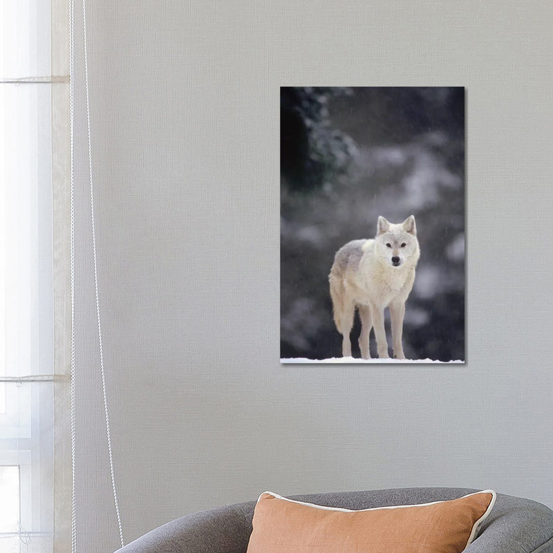 Timber Wolf Female In Falling Snow, North America by Gerry Ellis - Wrapped Canvas Print, 66.04 cm H x 45.72 cm W x 3.175 cm D