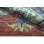 Wool Oriental Area Rug