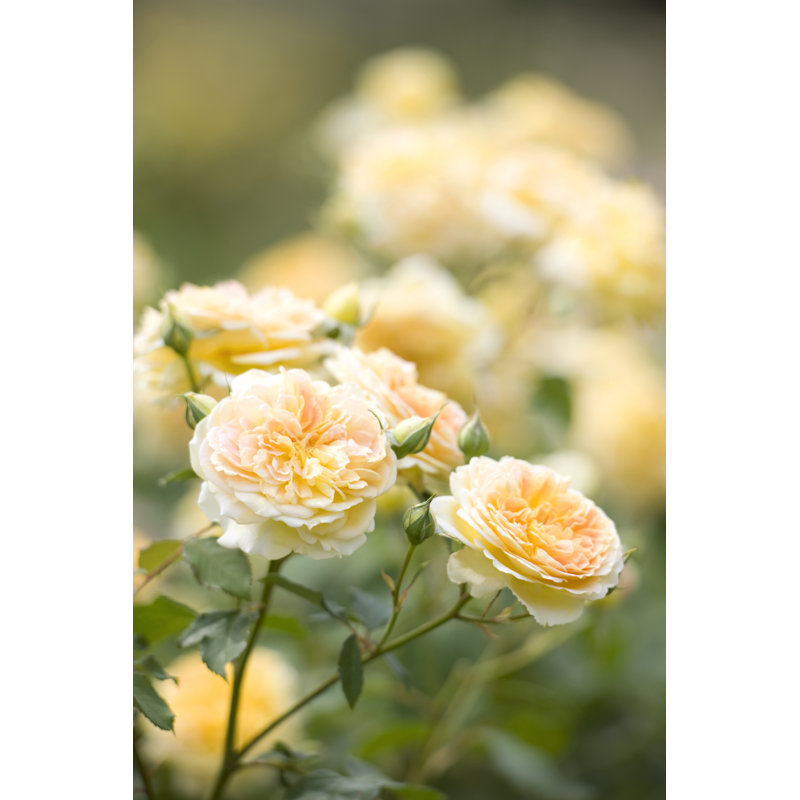Rose In Bloom by Y-studio - Wrapped Canvas Print, 46cm H x 30cm W x 3.8cm D