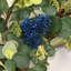 Couronne florale 24 po Eucalyptus