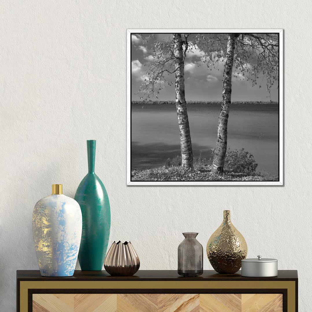 Birke (Betula Sp) Wald, Moose Lake Provincial Park, Manitoba, Kanada von Tim Fitzharris - Gallery-Wrapped Canvas Giclée ...