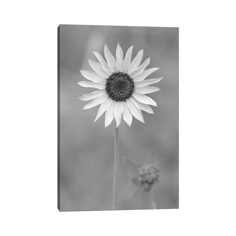 Dynamic Daisy by Louis Ruth - Wrapped Canvas Print, 45.72cm H x 30.48cm W x 1.9cm D