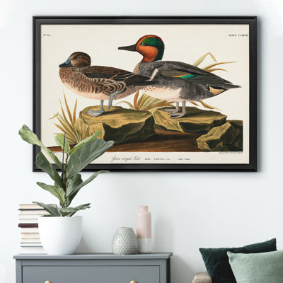 Vert sarcelle ailé - reproduction d'art sur toile