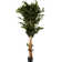 72'' Faux Ficus Tree in Pot