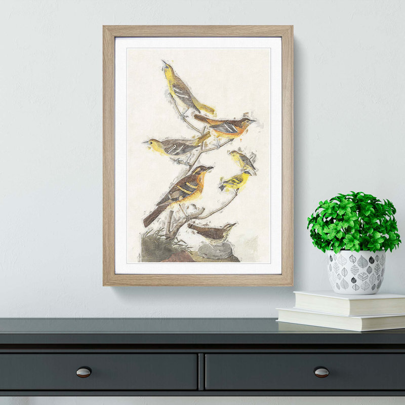 A Collection of Birds by John Audubon - Picture Frame Painting Print on Paper, 63cm H x 45cm W x 2cm D, Oak Framed