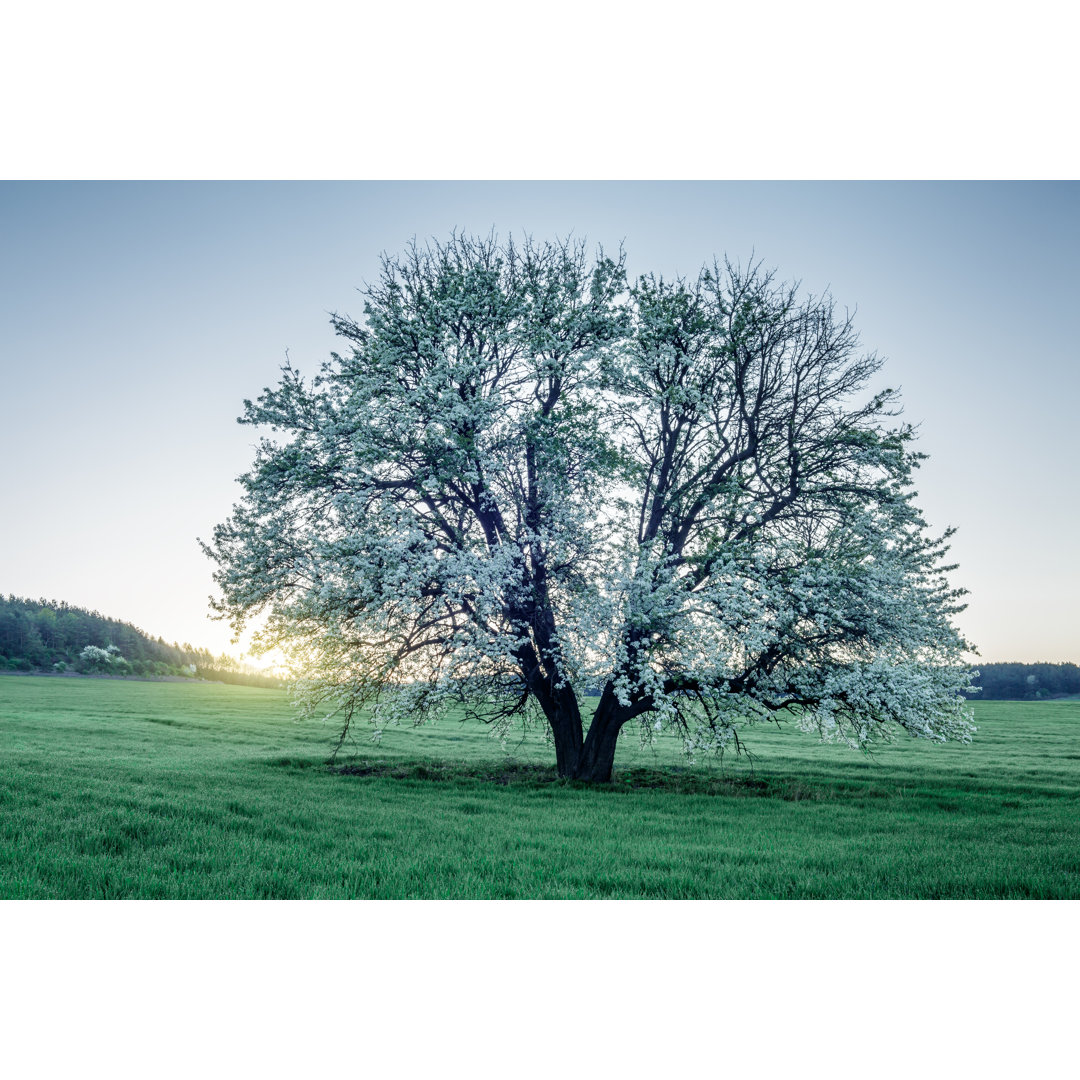 Spring Field von Misha Kaminsky - Kunstdrucke auf Leinwand