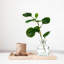Ensemble 3 pièces d'eucalyptus artificiel en pot