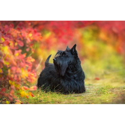 " Scottish Terrier Portrait " by Nemyrivskyi Viacheslav