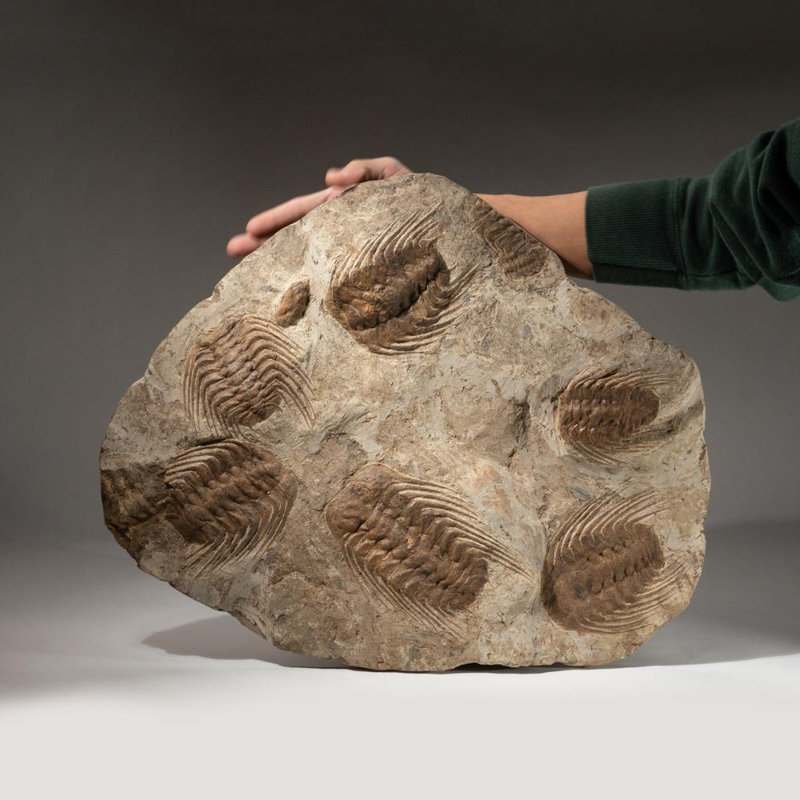 Selenopeltis Trilobite