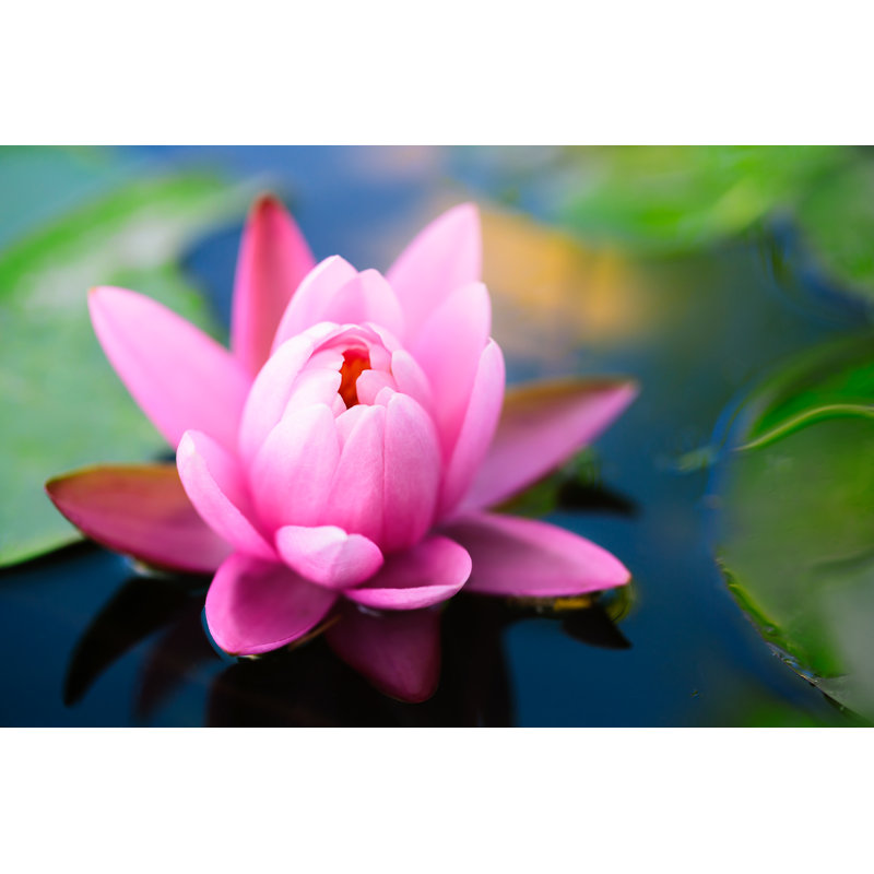 Fleur de lotus par Pat138241 - Photographie sur toile tendue, H 32 po x l 48 po