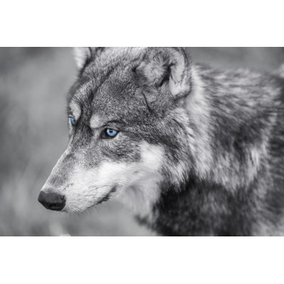 Kittery American Grey Wolf - Wrapped Canvas Print