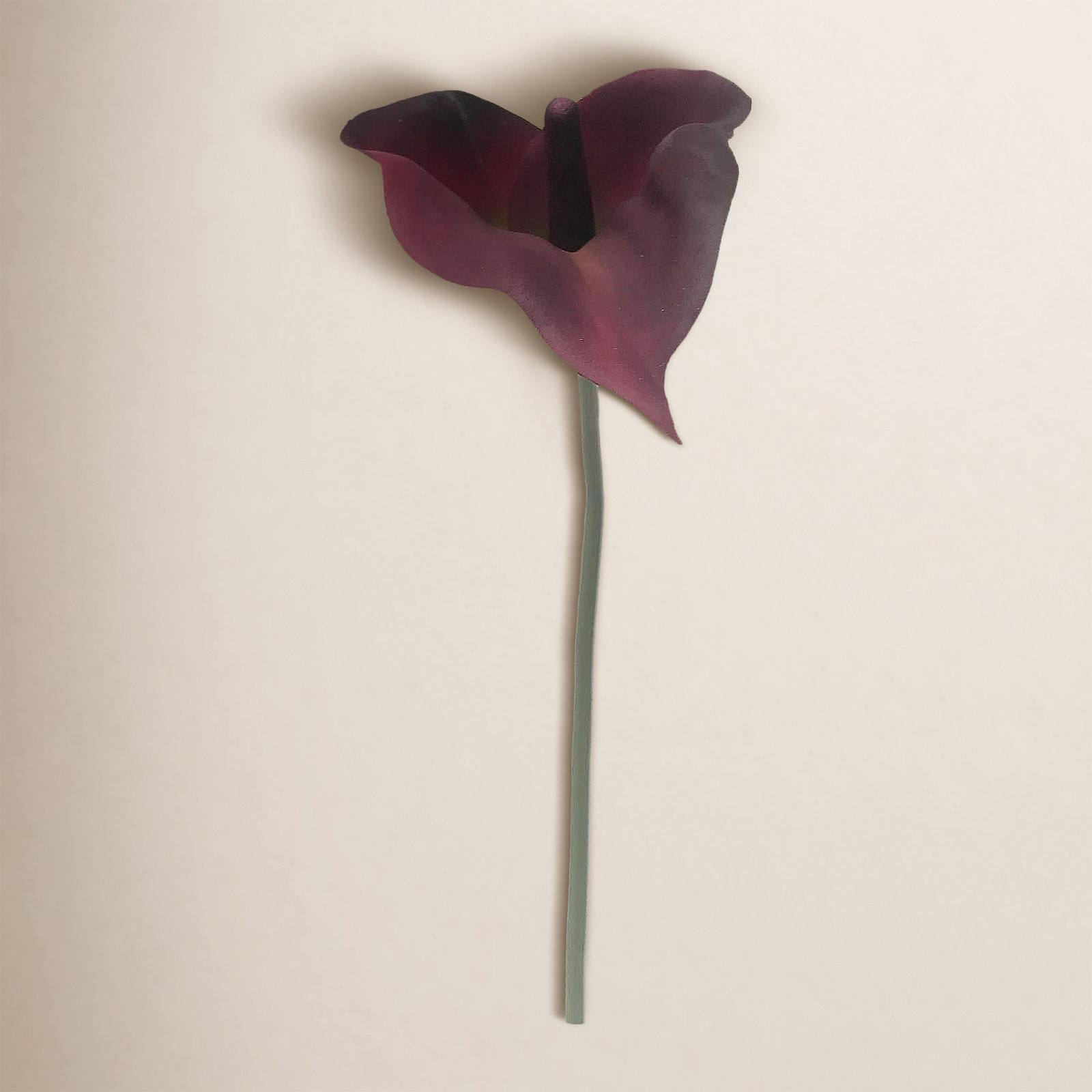 Calla Lily Stems