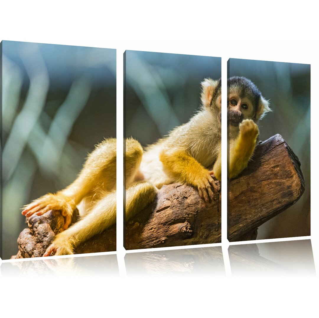 3-tlg. Leinwandbilder-Set Kleines Kapuzineräffchen auf Baumstamm, Fotodruck