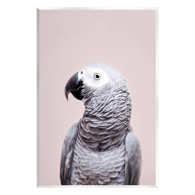 " African Gray Parrot Portrait " Color Photography