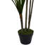 Plante verte 5,5 'Dracaena Marginata