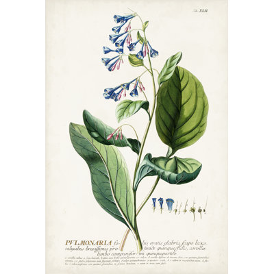 V botanique séduisant