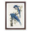 Columbia Jay by John Audubon - Picture Frame Painting-57864425-57864429