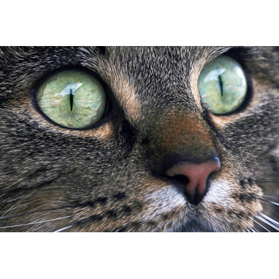 " Cat Eyes " by Astrid860