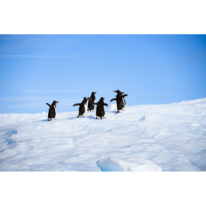 Penguins On Iceberg by Earleliason - Wrapped Canvas Print, 61cm H x 91cm W