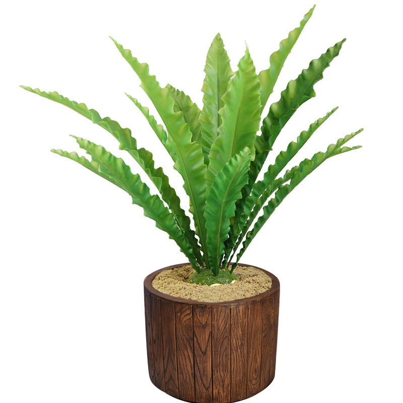 Faning Aaru plante en pot, H 37 po x l 24 po x P 24 po, Vert