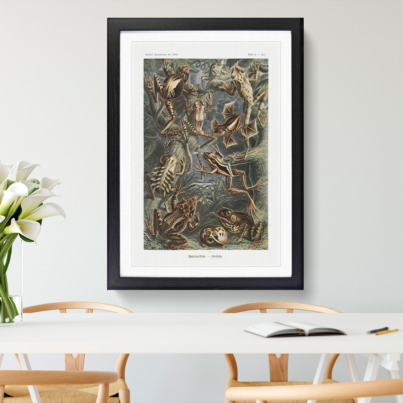 Frogs and Toads by Ernst Haeckel - Framed Print, 48cm H x 36cm W x 2cm D, Black Framed